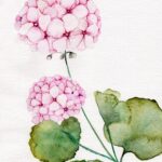 Joanna Rzeznik - Różowe Pelargonie - Cykl Motyw Natury, akwarela, tech własna, 15 x 21, 2022